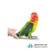 Puzzles para mayores tematica animales - Imagen 5